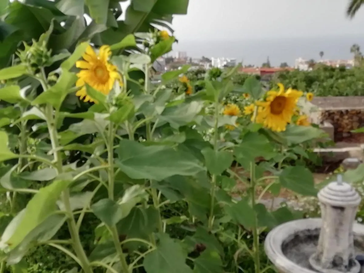 Appartement Cristina Sol H1 à Puerto de la Cruz
